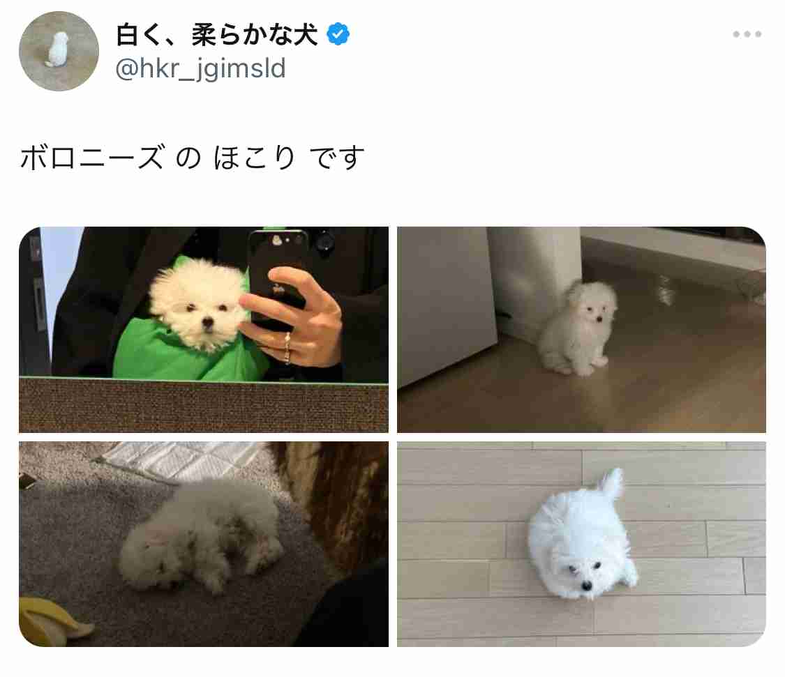 好きな犬種