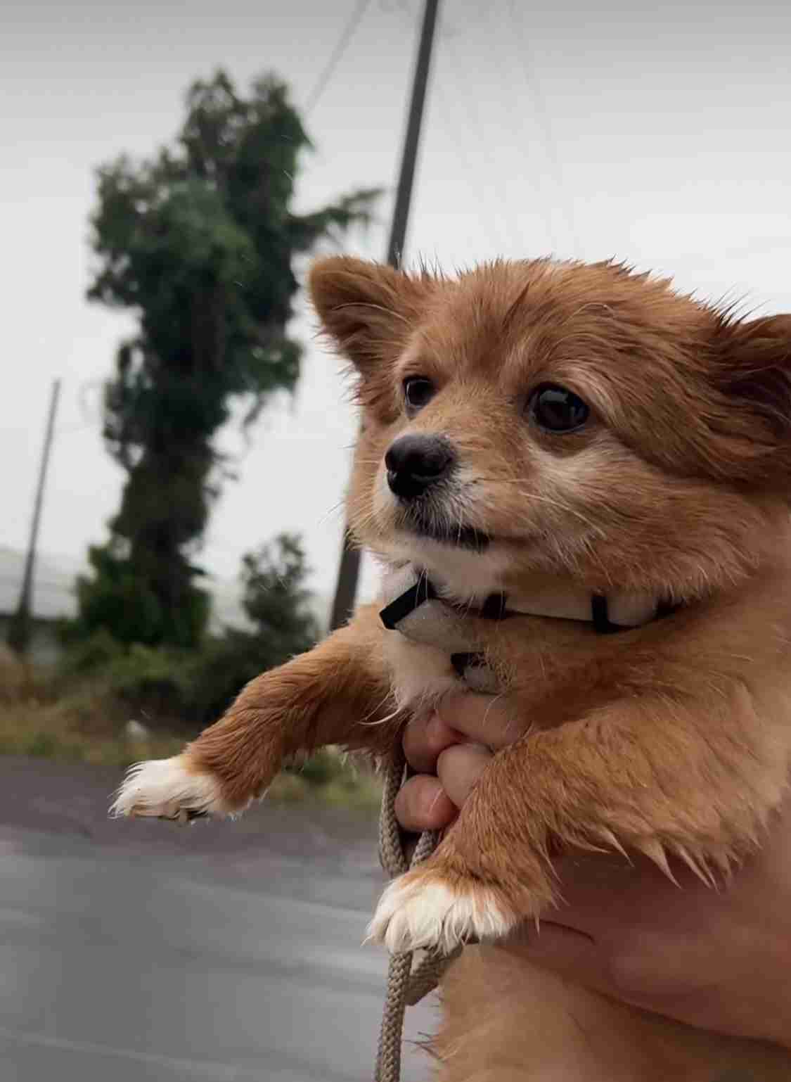 好きな犬種