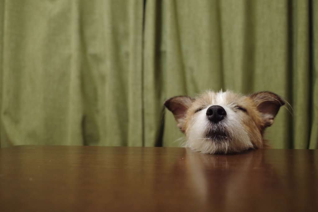 好きな犬種