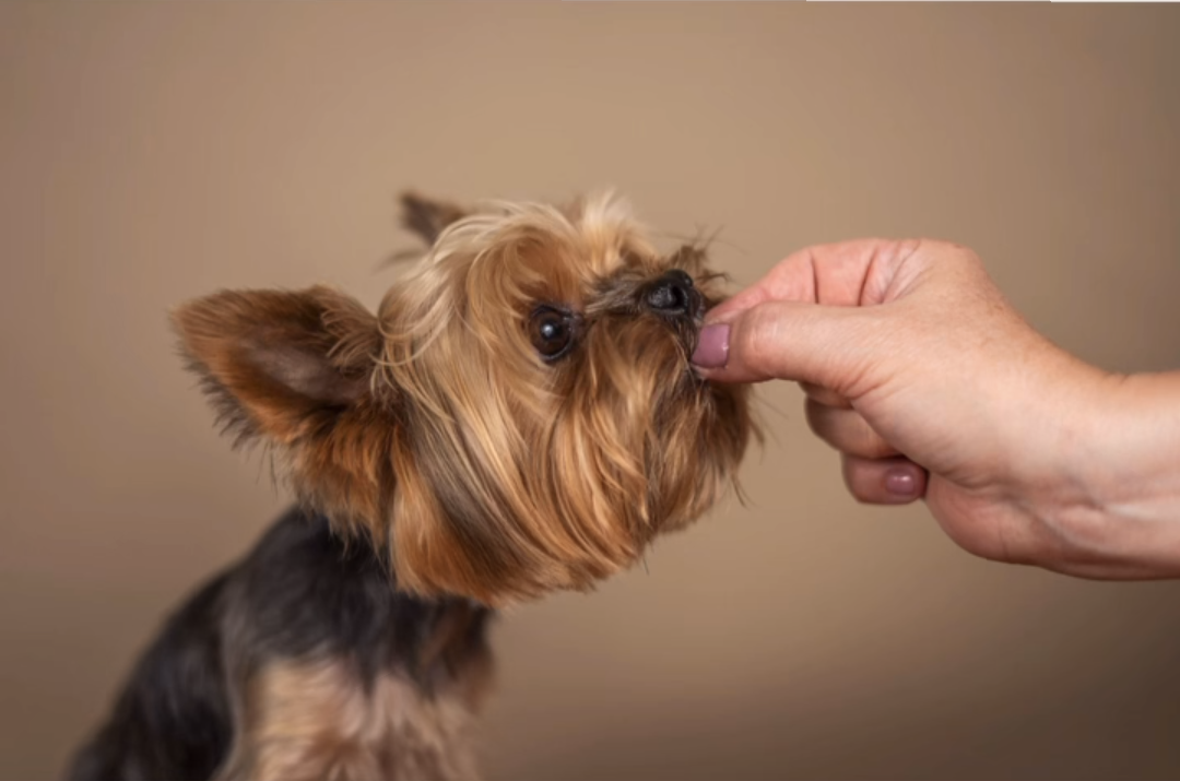 好きな犬種
