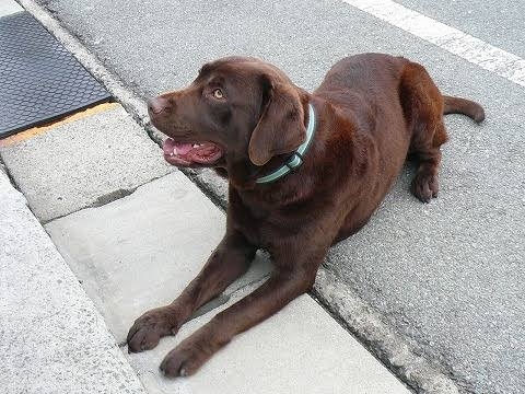 好きな犬種