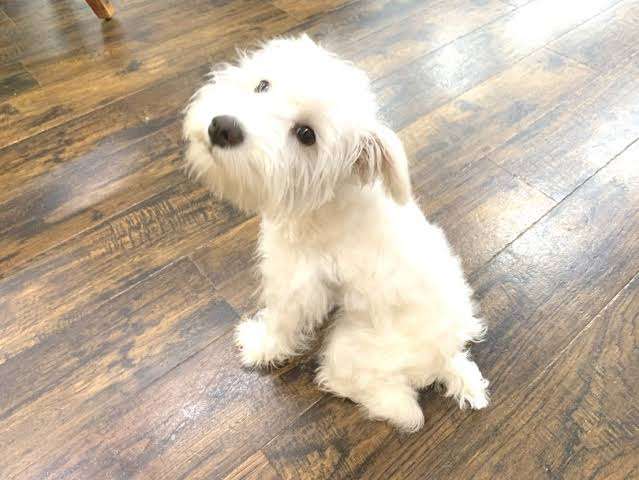 好きな犬種