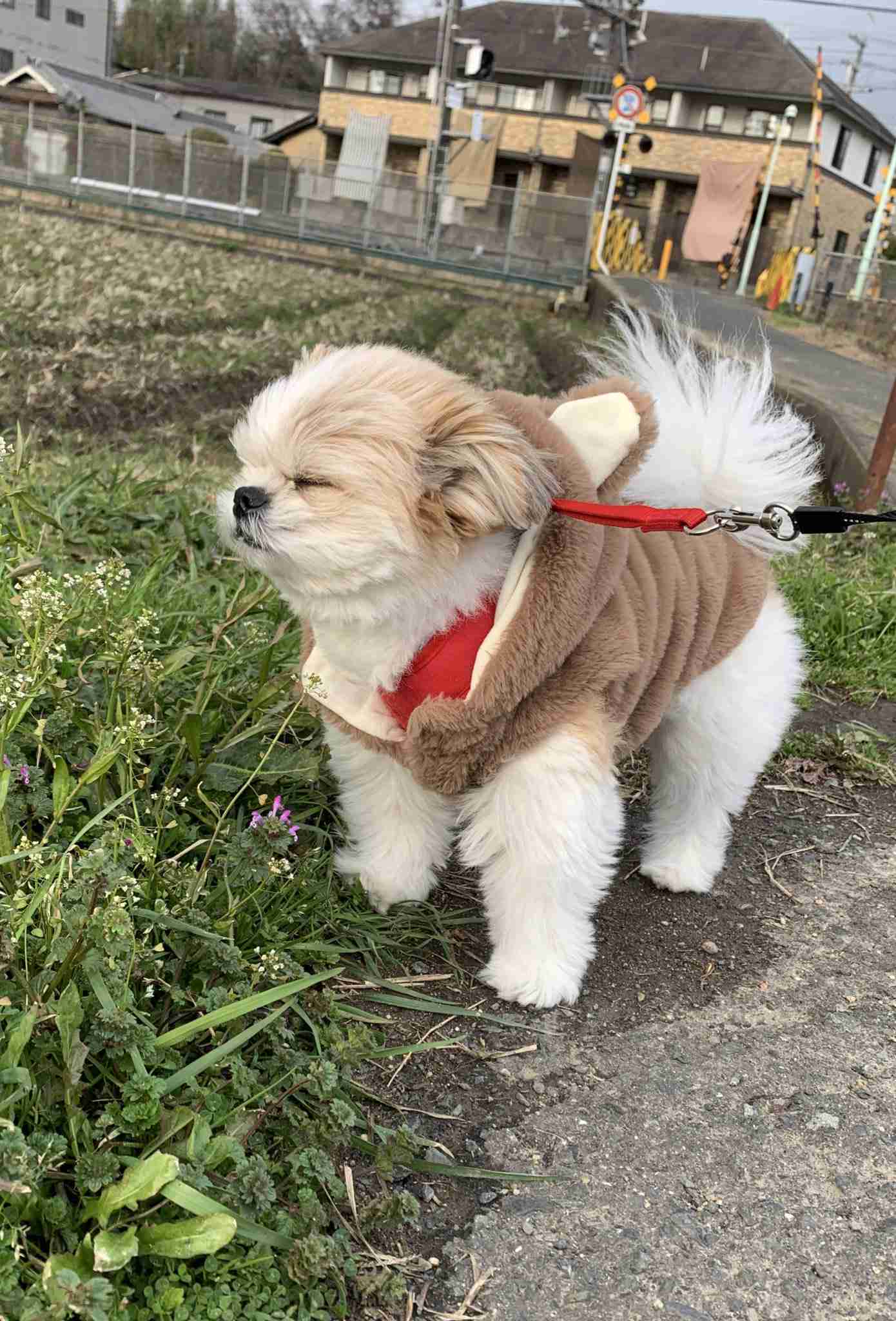 好きな犬種