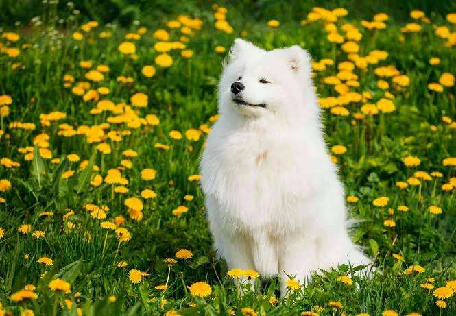 好きな犬種