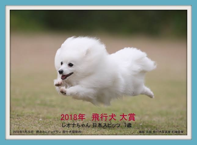 好きな犬種