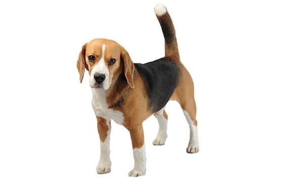 好きな犬種