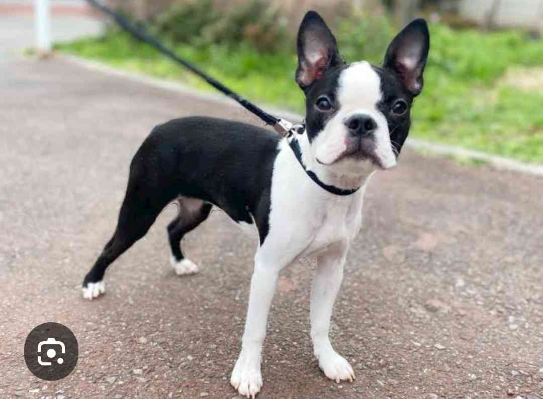 好きな犬種
