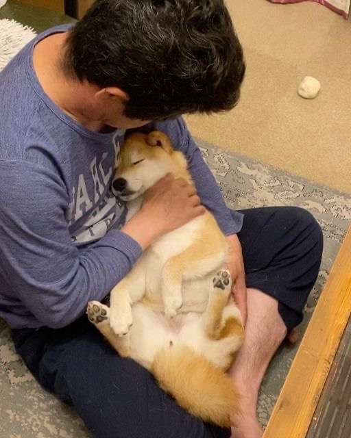 タイトルの一部を「柴犬」に変えちゃってください Part2