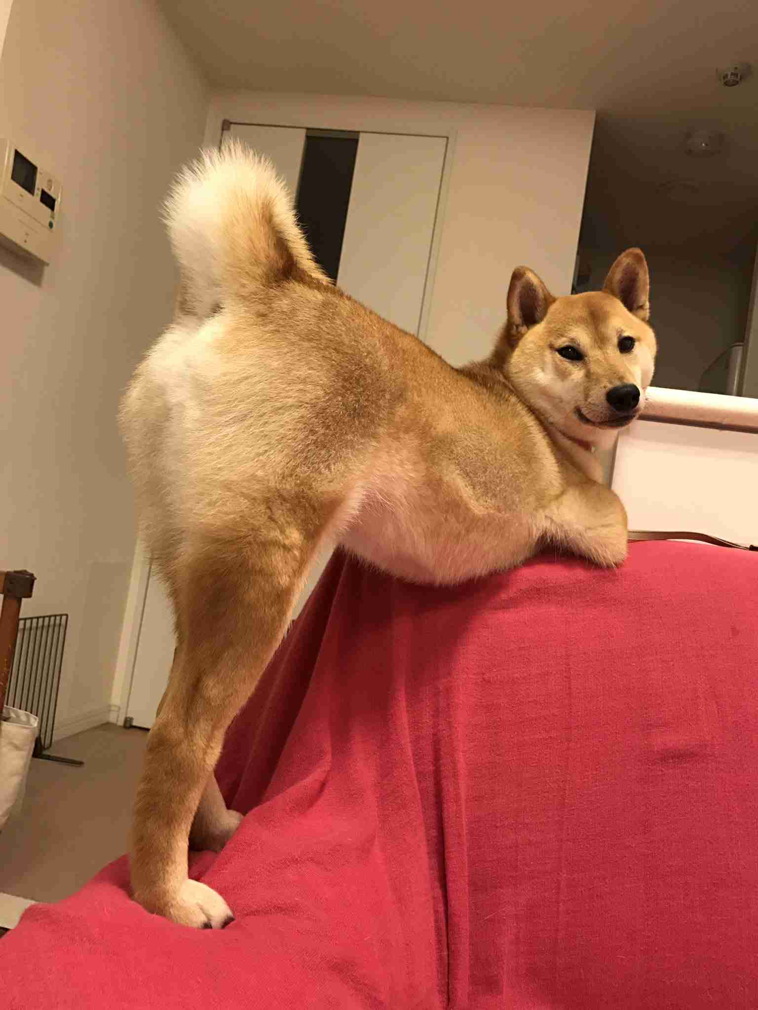 タイトルの一部を「柴犬」に変えちゃってください Part2