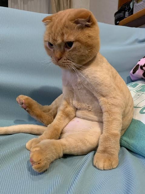 サマーカットされちゃった動物たち