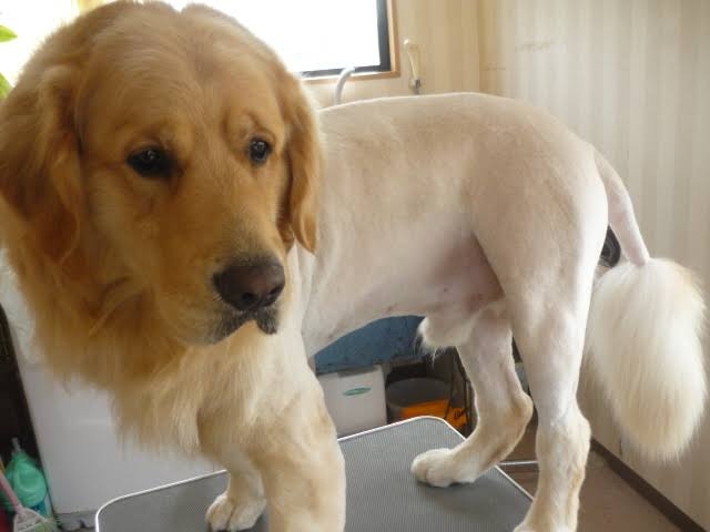 サマーカットされちゃった動物たち