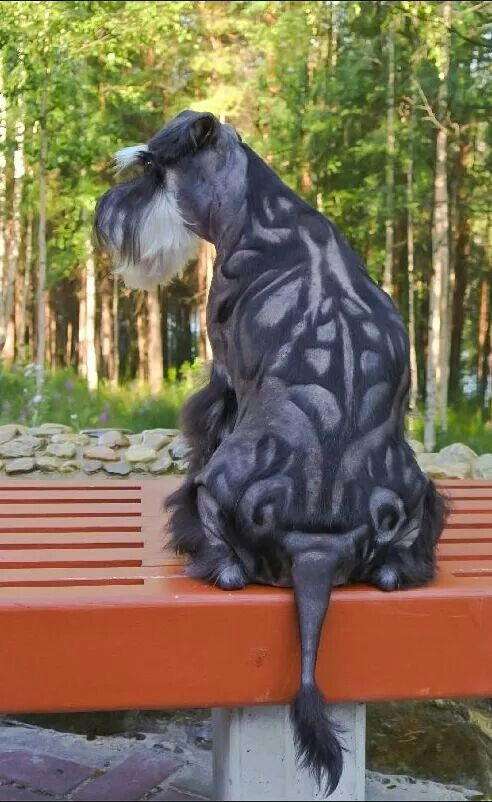 サマーカットされちゃった動物たち