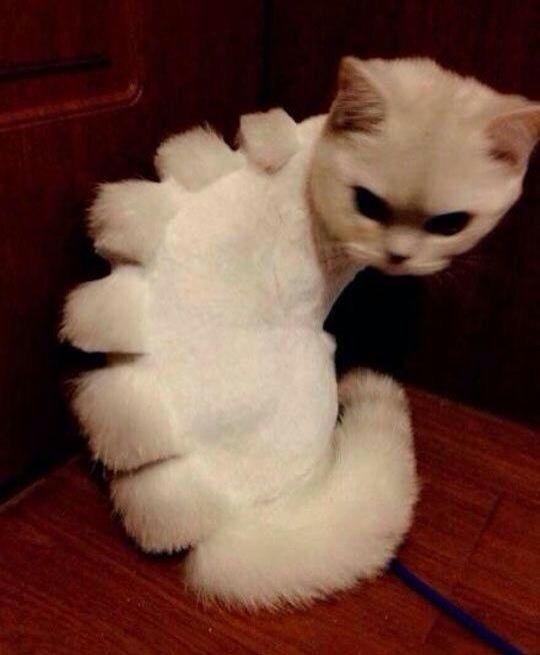 サマーカットされちゃった動物たち