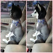 サマーカットされちゃった動物たち