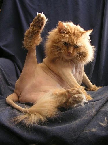 サマーカットされちゃった動物たち