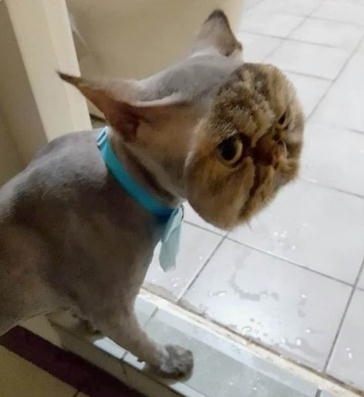 サマーカットされちゃった動物たち