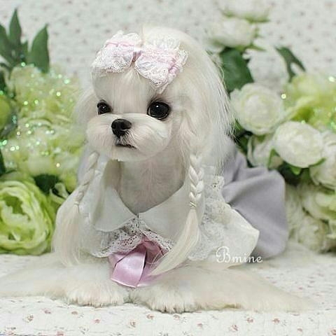 サマーカットされちゃった動物たち