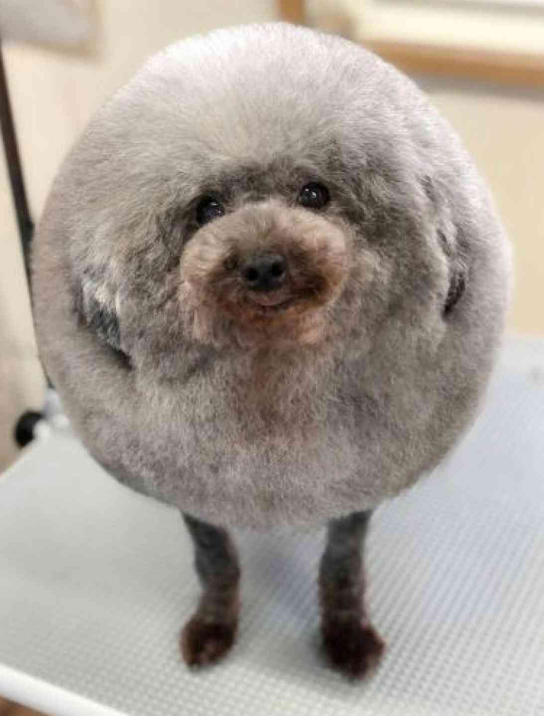 サマーカットされちゃった動物たち