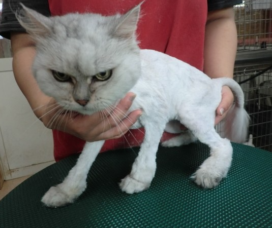 サマーカットされちゃった動物たち