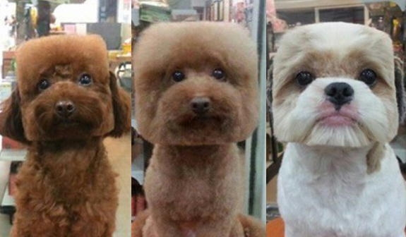 サマーカットされちゃった動物たち