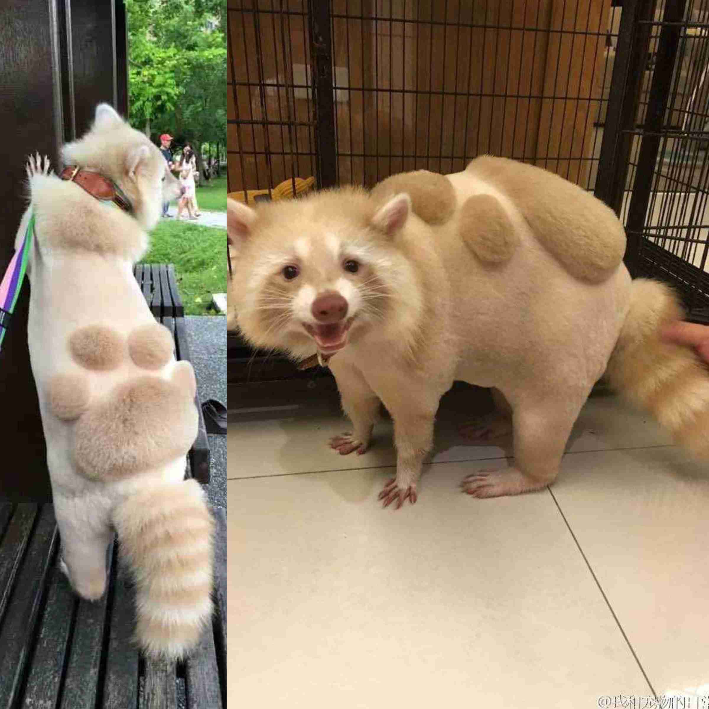 サマーカットされちゃった動物たち