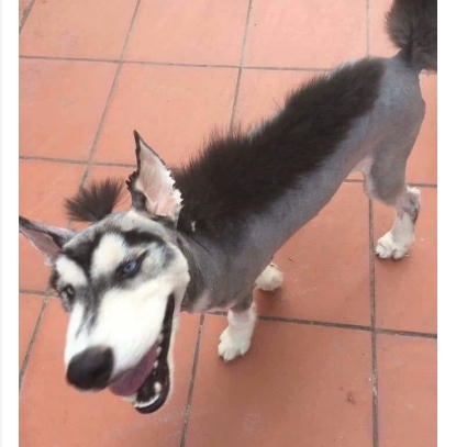 サマーカットされちゃった動物たち