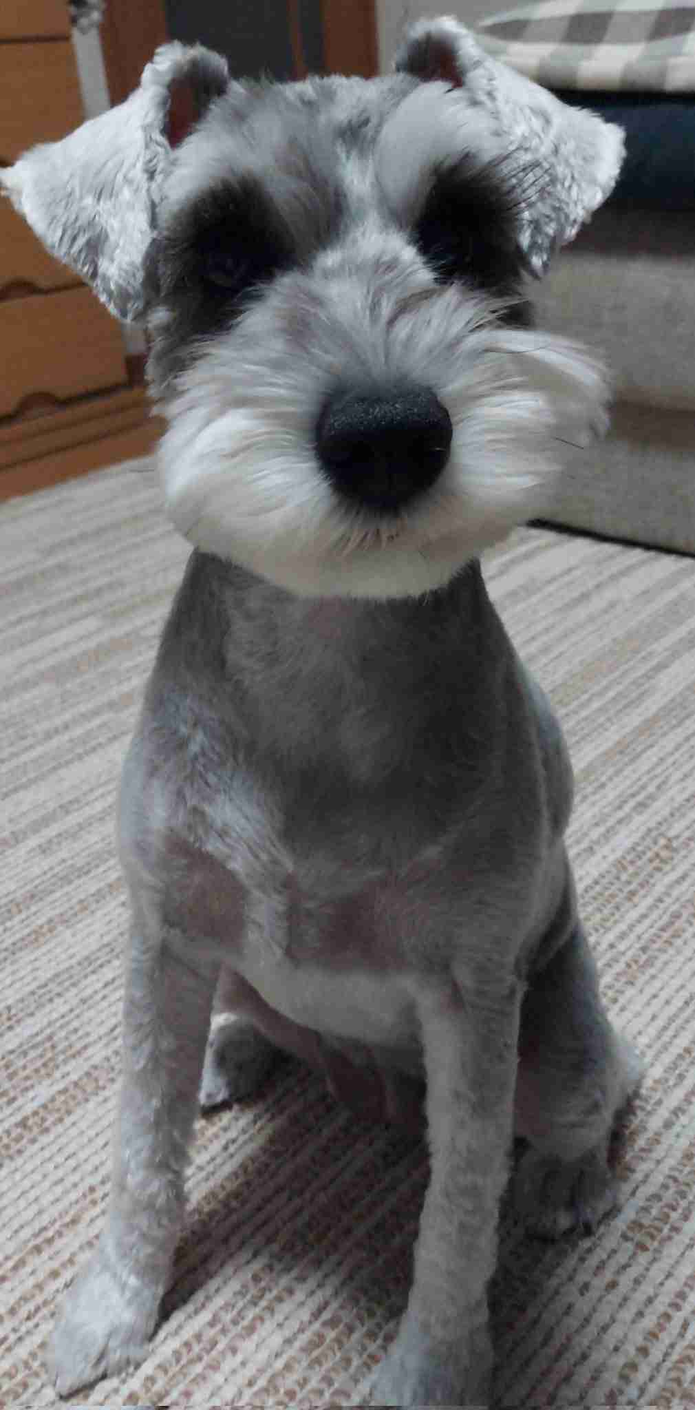 サマーカットされちゃった動物たち