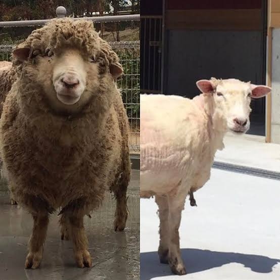 サマーカットされちゃった動物たち