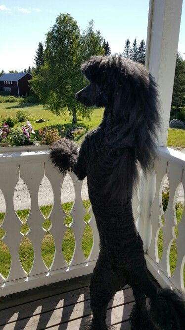 サマーカットされちゃった動物たち