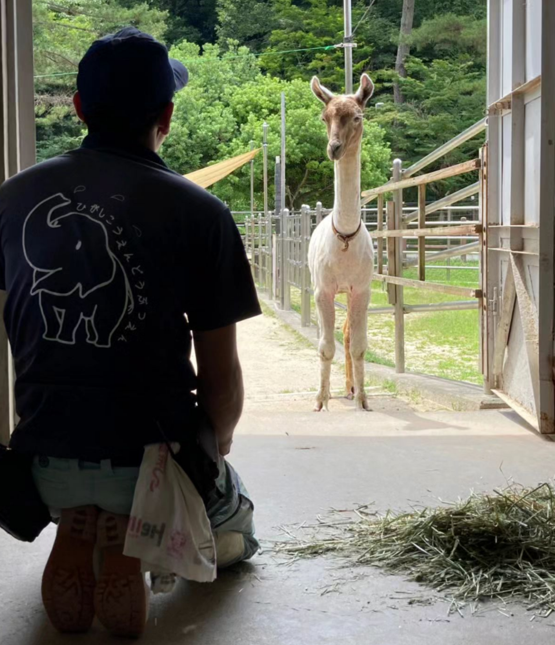 サマーカットされちゃった動物たち