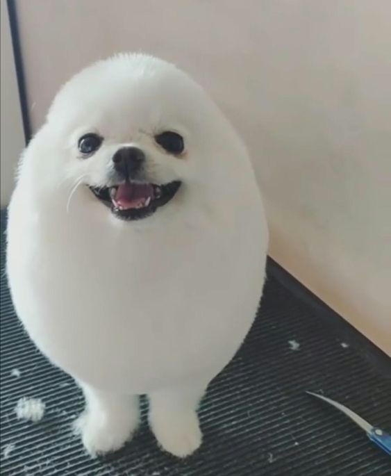 サマーカットされちゃった動物たち