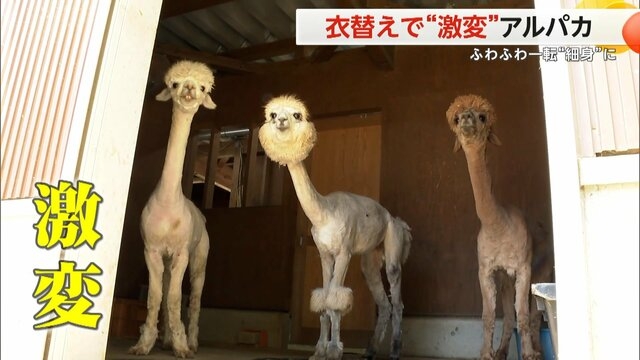 サマーカットされちゃった動物たち