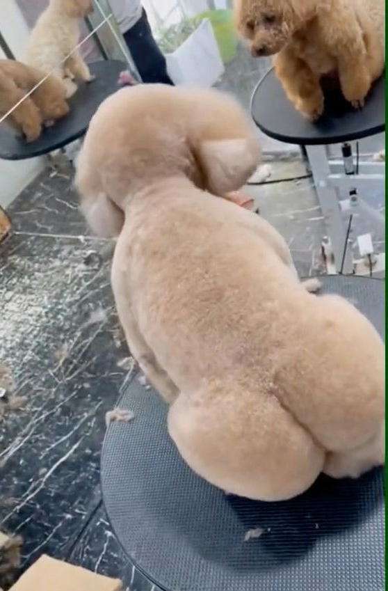 サマーカットされちゃった動物たち