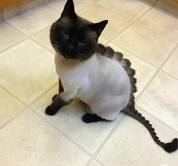 サマーカットされちゃった動物たち