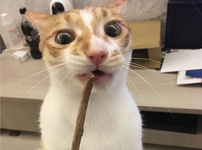 【スギちゃん】おっととっと夏だぜぇ〜🌺【Part97】