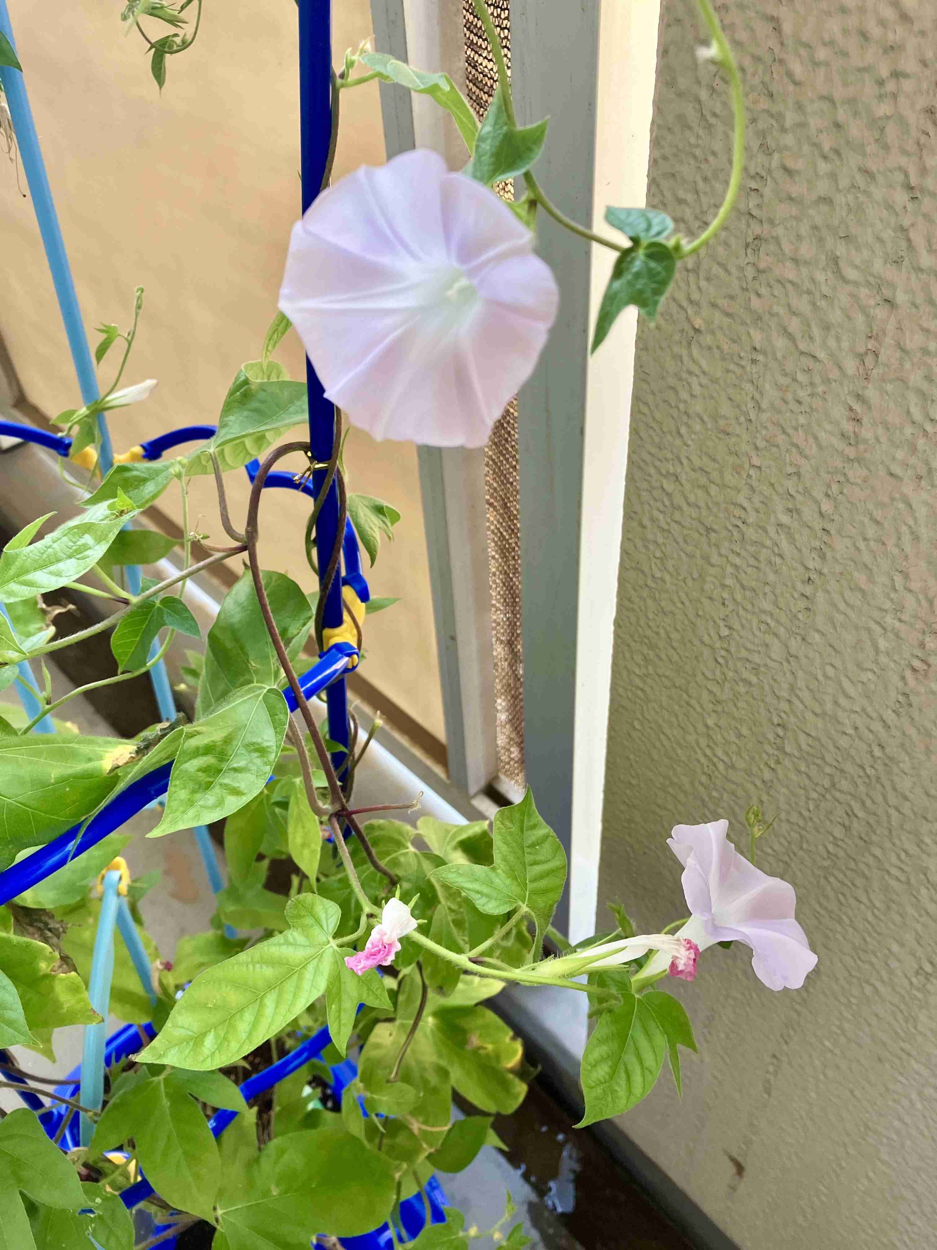 【スギちゃん】おっととっと夏だぜぇ〜🌺【Part97】