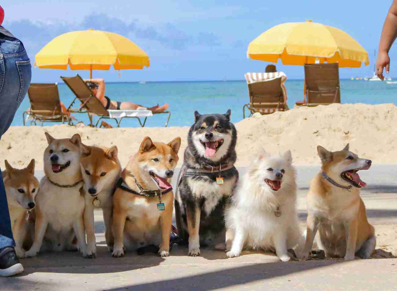 【スギちゃん】おっととっと夏だぜぇ〜🌺【Part97】