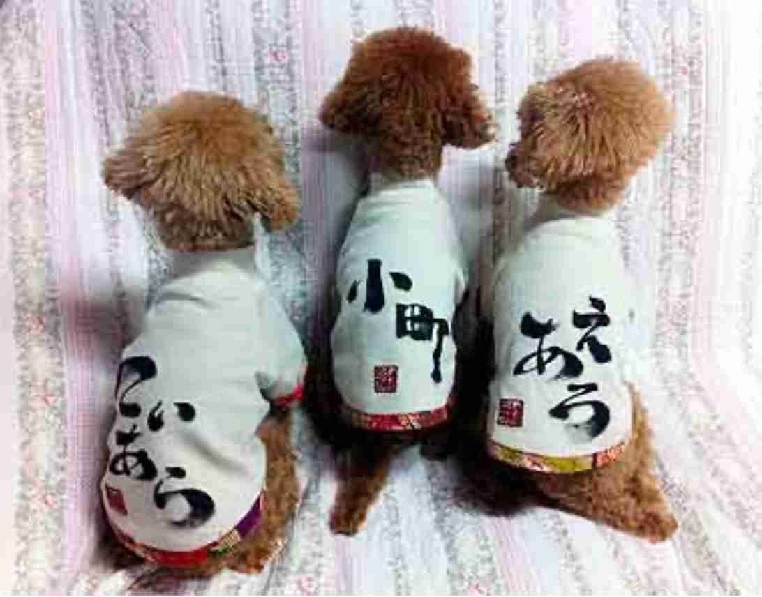 浅田真央さん　愛犬エアロが虹の橋を渡ったことを報告　「空に向かってぴょんぴょんと駆け上がり」「本当にありがとう」
