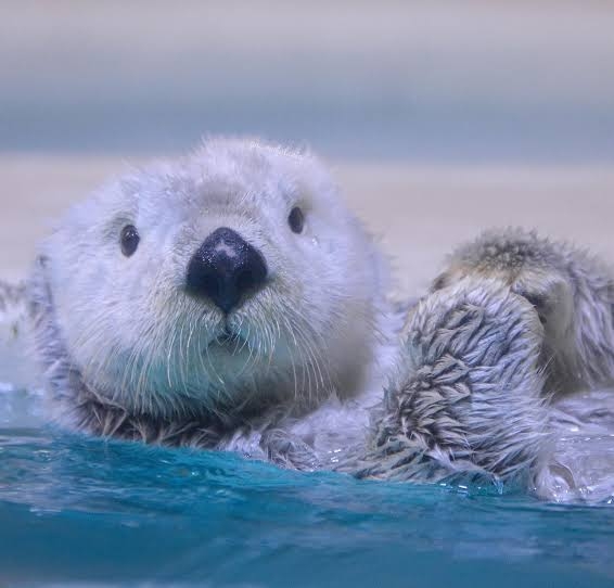 【定期】鬼滅の刃で彼氏にしたいキャラ Part17【妄想】