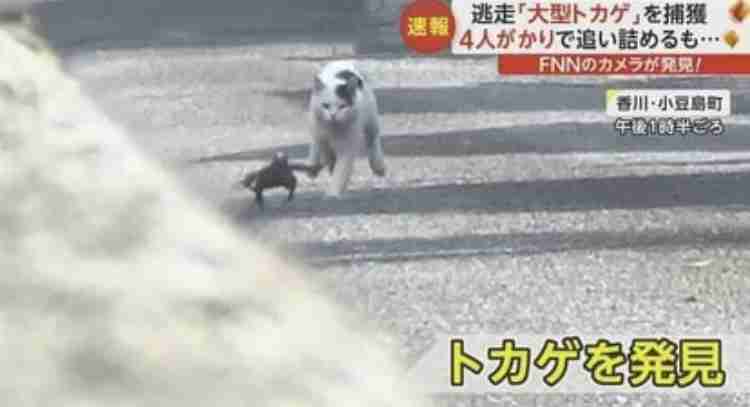 【詳報】「動きながら小屋の下に入っていくのを見た」体長1ｍ越えの大トカゲが脱走　自宅外で日光浴中に姿消す…　警察が現場周辺を捜索