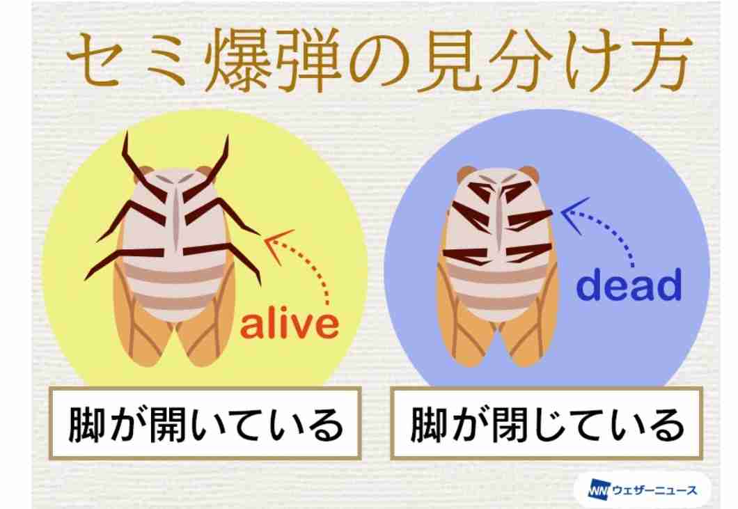 おいでよ！夏の三連休雑談トピ
