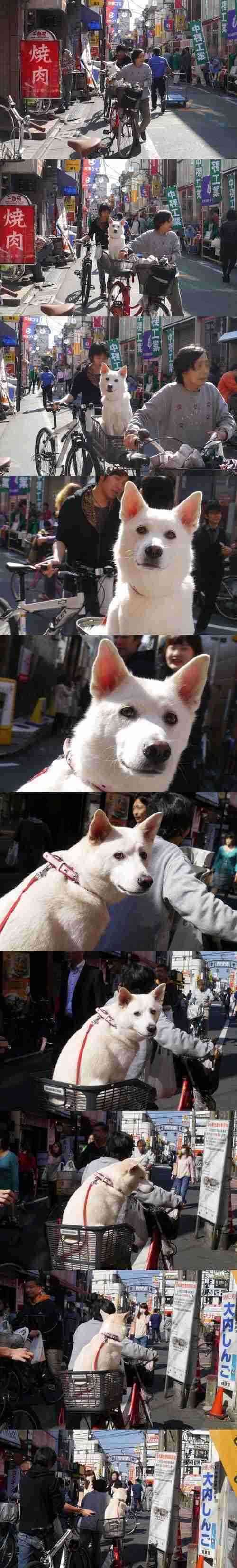 犬を自転車に乗せている方いますか?