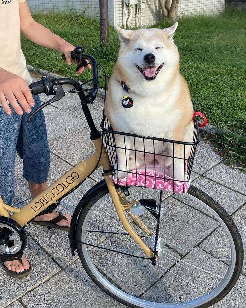 犬を自転車に乗せている方いますか?