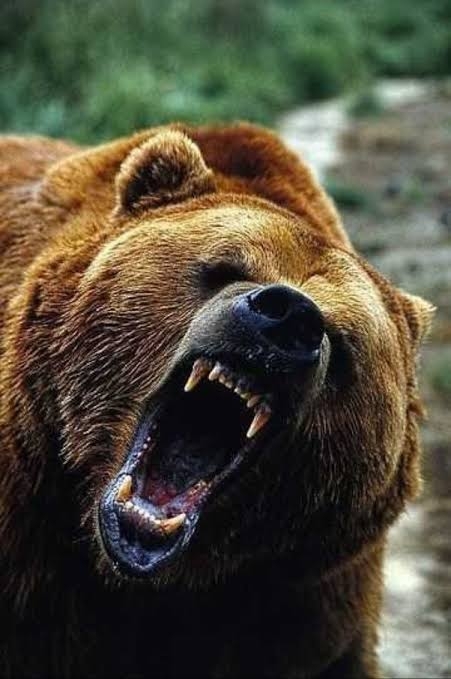 クマ注意のポスター「かわいすぎて怖さ伝わらないのでは」…秋田で３万枚超配布、県側「確かにご指摘の通り」