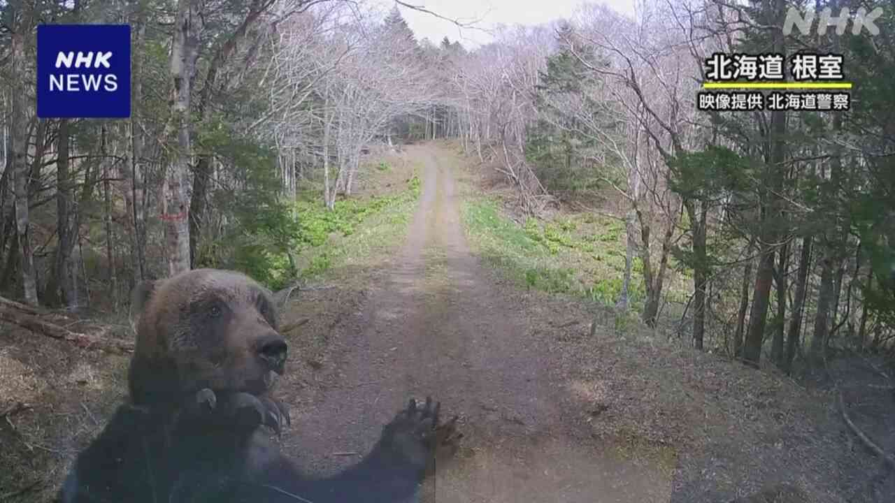 クマ注意のポスター「かわいすぎて怖さ伝わらないのでは」…秋田で３万枚超配布、県側「確かにご指摘の通り」
