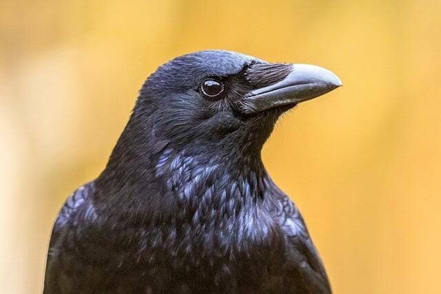 身の回りで起こった謎を書き込んで、解決を望むトピ