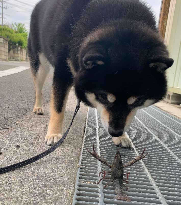 犬あるあるとにかく言いたい