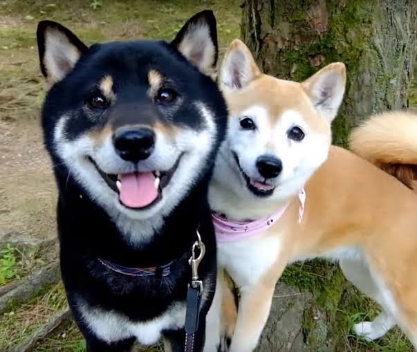 犬あるあるとにかく言いたい