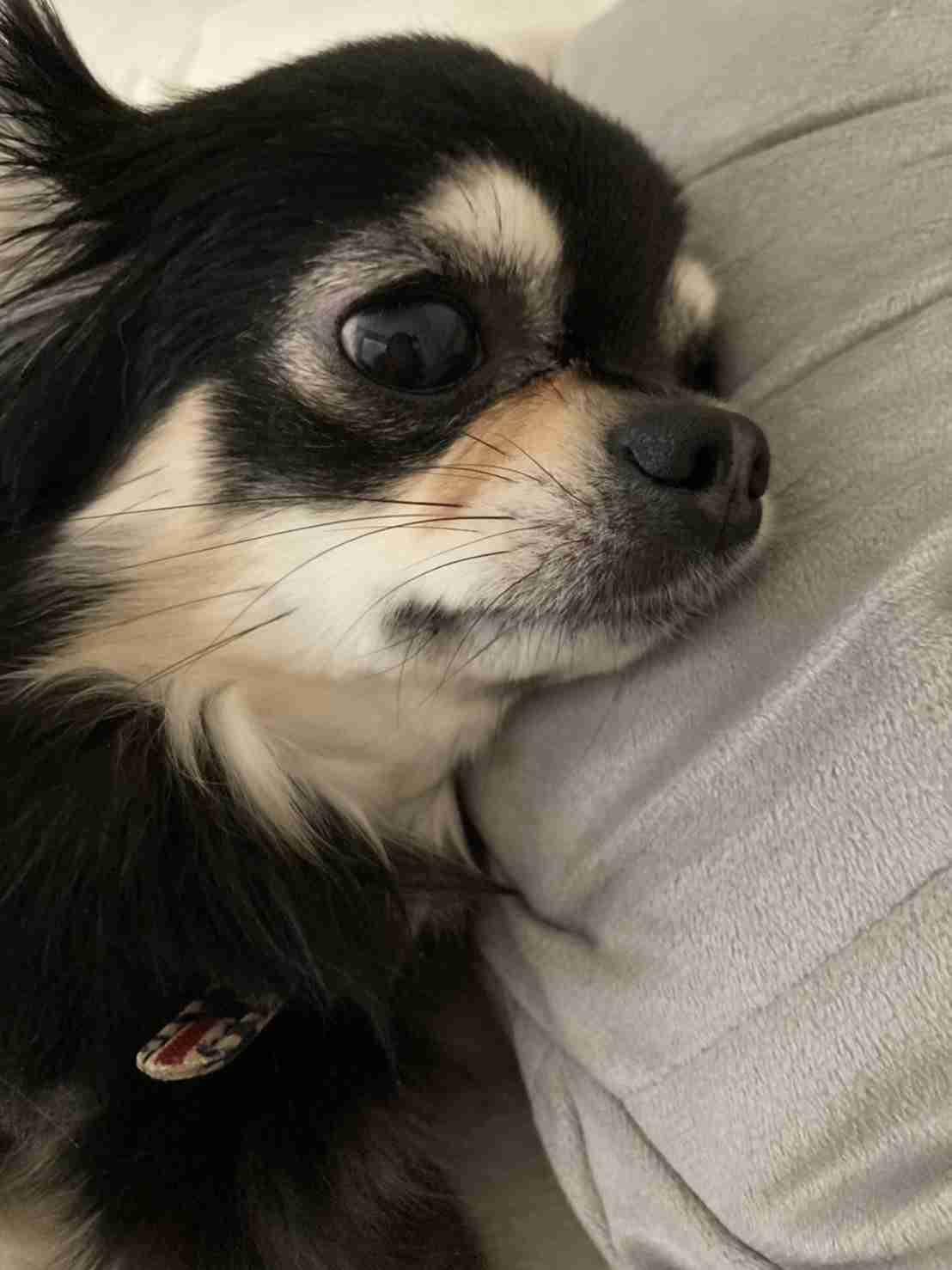 犬あるあるとにかく言いたい