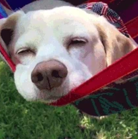 犬あるあるとにかく言いたい